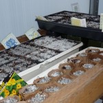 seeds-greenhouse