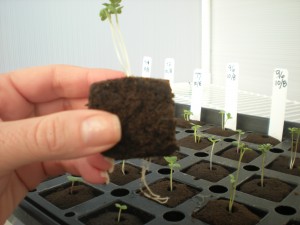 Root Riot Seed Cubes