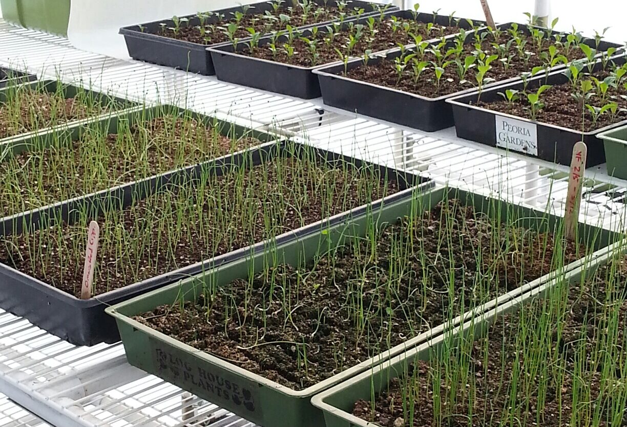 Seedlings started for Marion County Food Bank
