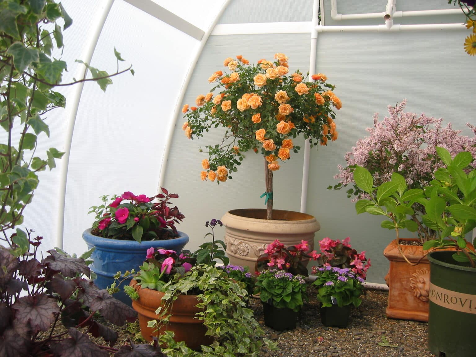 Hardening Off Plants From The Greenhouse Hardening off plants from the greenhouse