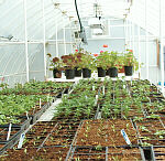 Plants in various stages of growth in the greenhouse
